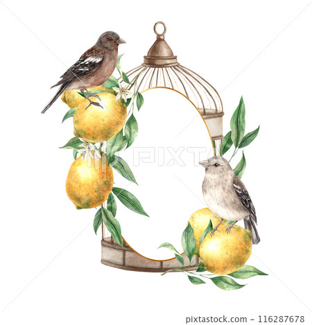 Bronze cage with yellow lemons, green leaves, branches and realistic birds. Isolated watercolor frame in vintage style. Hand drawn composition for decoration of cards, wedding design, invitations 116287678