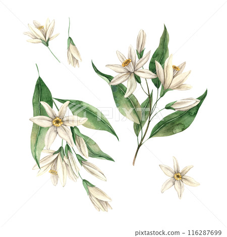 Set of delicate lemon flowers with green leaves. Botanical floral isolated watercolor set in realistic style. The composition is drawn for interior, cards, wedding design, invitations, textiles Set of delicate lemon flowers with green leaves. Botanical floral isolated watercolor set in realistic style. The composition is drawn for interior, cards, wedding design, invitations, textiles 116287699