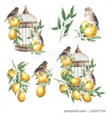 Set with compositions of lemons, leaves, birds and a copper vintage cage. Isolated watercolor illustration in vintage style. Composition for interior, cards, wedding design, invitations, textiles. 116287706