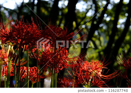 A cluster amaryllis in sunbeams through the sun 116287748