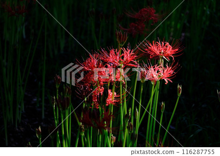 發光的Higanbana 116287755