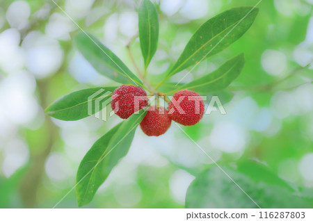 Red bayberry fruit shining among the greenery Red bayberry fruit shining among the greenery 116287803