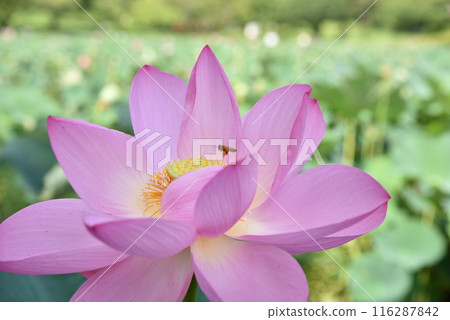 Honeybees collecting nectar from ancient lotus trees in Gyoda 116287842