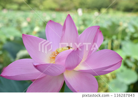 蜜蜂從行田的古蓮花中採集花蜜 蜜蜂從行田的古蓮花中採集花蜜 116287843