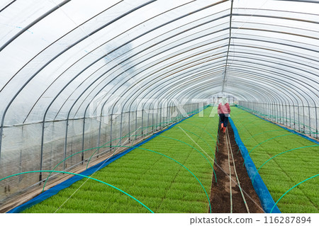 女農場工人 女農場工人 116287894