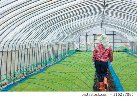 女農場工人 女農場工人 116287895