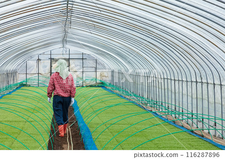 女農場工人 116287896