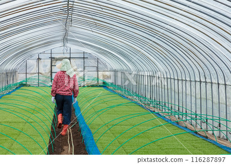 女農場工人 116287897