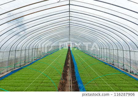 Female farm workers Female farm workers 116287906