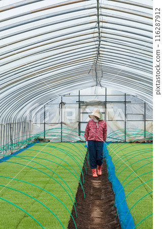 女農場工人 116287912