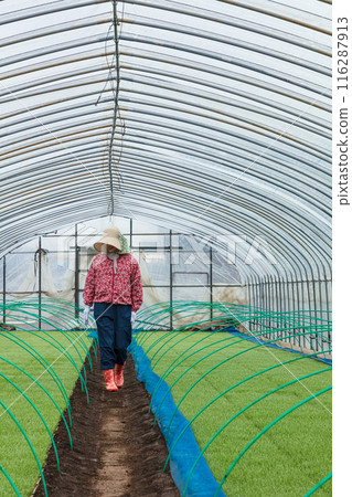 女農場工人 女農場工人 116287913