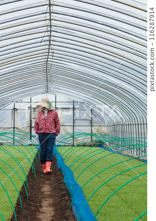 女農場工人 女農場工人 116287914