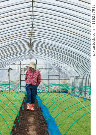 女農場工人 女農場工人 116287915