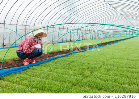 Female farm workers Female farm workers 116287916
