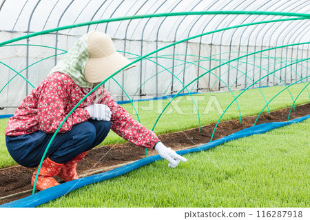 Female farm workers Female farm workers 116287918