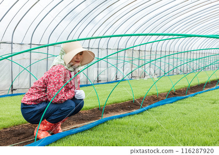 Female farm workers 116287920