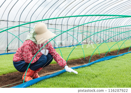 Female farm workers Female farm workers 116287922