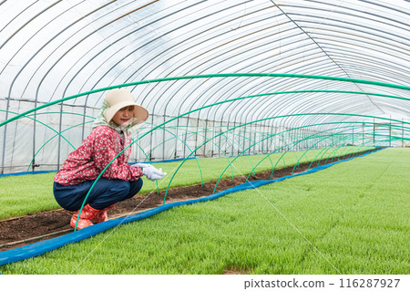 Female farm workers Female farm workers 116287927