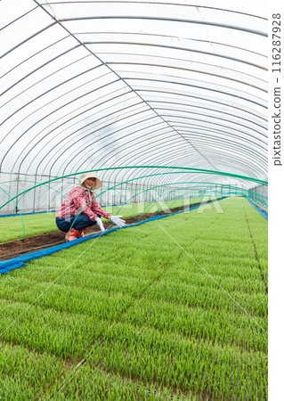 Female farm workers 116287928