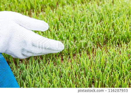 女農場工人 116287933