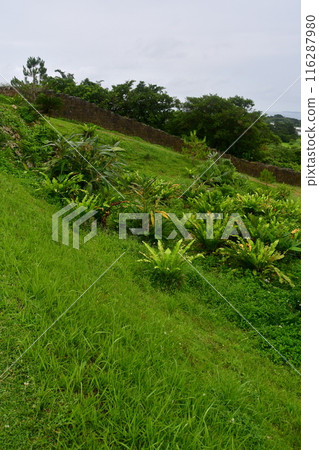 勝蓮城 238 116287980