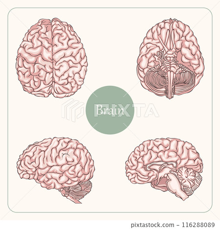 Human Brain Anatomy four views Vector Illustration, editable background. Human Brain Anatomy four views Vector Illustration, editable background. 116288089