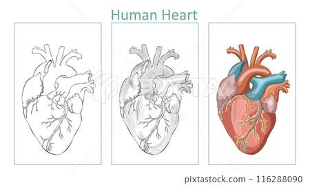 Anatomical Human Heart Outline, Hatched and Colorful Vector Illustration, editable background. 116288090