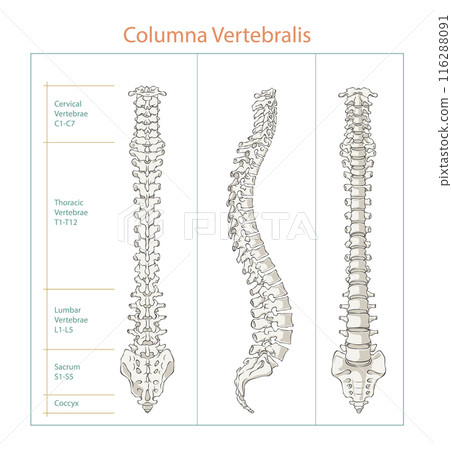Human Spine Anatomy different view vector illustration, editable background. 116288091