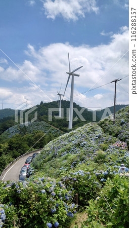 藍天、繡球花和風力渦輪機 藍天、繡球花和風力渦輪機 116288157