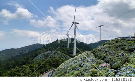 藍天、繡球花和風力渦輪機 藍天、繡球花和風力渦輪機 116288158