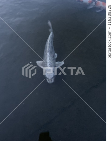 鯉魚 116288229