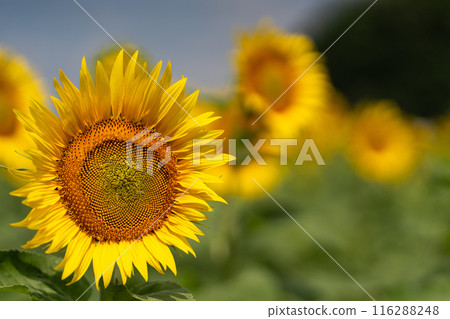 Sunflower blooming towards the sun Sunflower blooming towards the sun 116288248