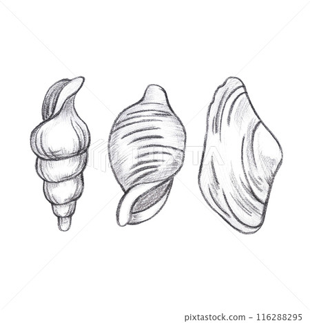 Hand drawn black pencil set of seashell isolated on white background. Marine illustration can be used for card, label, invitation and other printed products. 116288295