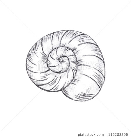 Hand drawn black pencil spiral seashell isolated on white background. Marine illustration can be used for card, label, invitation and other printed products. 116288296