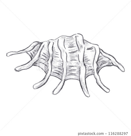 Hand drawn coal black pencil seashell isolated on white background. Marine illustration can be used for card, label, invitation and other printed products. 116288297