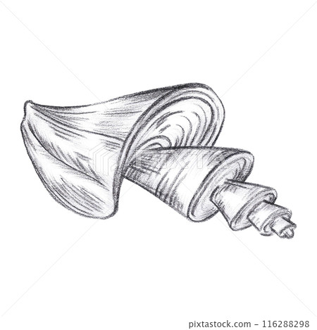Hand drawn black coal pencil spiral seashell isolated on white background. Marine illustration can be used for card, label, invitation and other printed products. 116288298