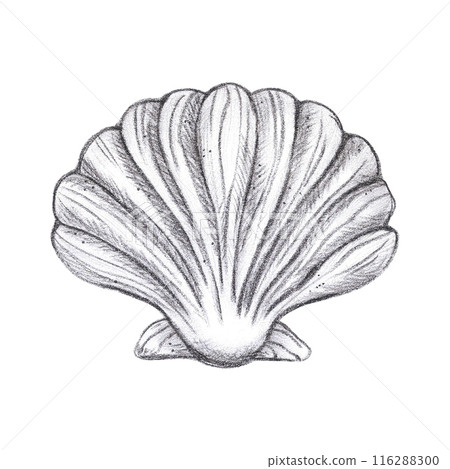 Hand drawn black pencil seashell isolated on white background. Marine illustration can be used for card, label, invitation and other printed products. Hand drawn black pencil seashell isolated on white background. Marine illustration can be used for card, label, invitation and other printed products. 116288300