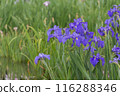 紫色鳶尾花 116288346