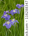 紫色鳶尾花 116288347