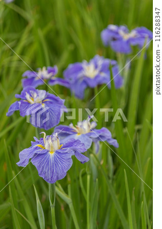 紫色鳶尾花 紫色鳶尾花 116288347