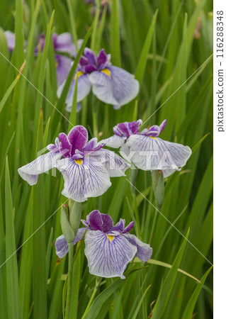 White iris flower White iris flower 116288348