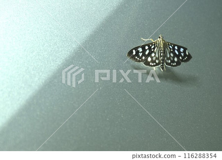 Crambid Moth or night butterfly with black and white color hanging on silver car in night Crambid Moth or night butterfly with black and white color hanging on silver car in night 116288354