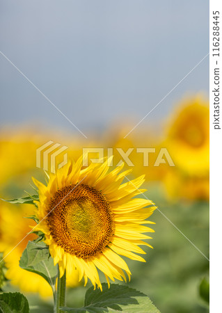 Sunflower in the blue sky Sunflower in the blue sky 116288445