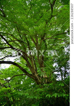 埼玉縣秩父郡小鹿野町伊豆澤雲龍寺的楓樹 116288507