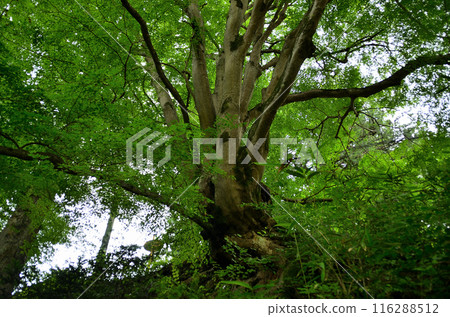 埼玉縣秩父郡小鹿野町伊豆澤雲龍寺的楓樹 埼玉縣秩父郡小鹿野町伊豆澤雲龍寺的楓樹 116288512