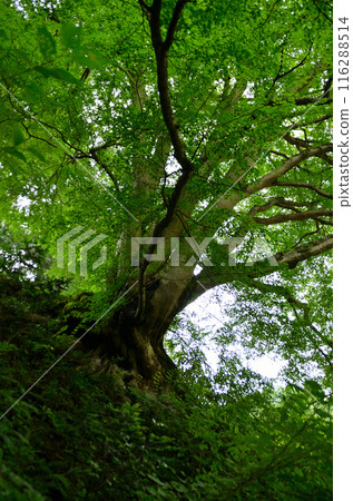 Japanese maple at Unryu-ji Temple in Izuzawa, Ogano-machi, Chichibu-gun, Saitama Prefecture 116288514