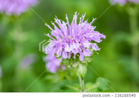 Pale purple herb wild bergamot 116288540