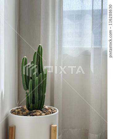 Cactus in a white pot in the bedroom Minimal style 116288630