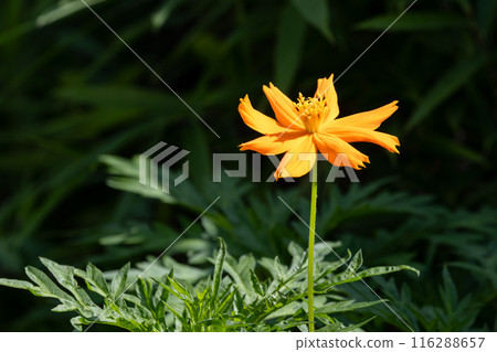 路邊盛開的黃色波斯菊 116288657