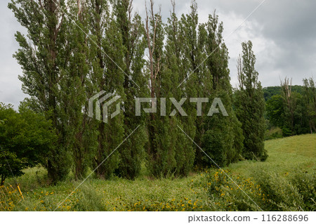 A row of poplar trees in a flowering buckwheat field A row of poplar trees in a flowering buckwheat field 116288696